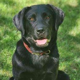 Annie - Labrador Retriever