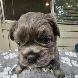 Jesse (FLUFFY) - Blue female French Bulldog puppy in Bend, Oregon from High Lakes Frenchies