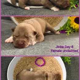 Jinbe - Red and white female Siberian Husky puppy in Canton, Ohio from Bleu Skies Siberian Huskies