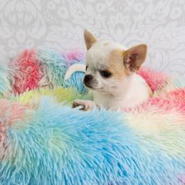 Chihuahua and Labrador Retriever Puppies from Gold Country Chihuahuas