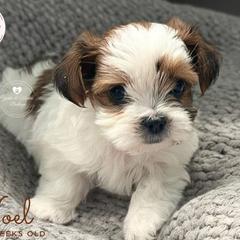 Morkie and Shorkie Puppies from Lil Luxe Pups