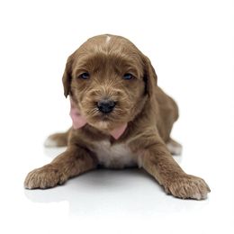 Ava - Red female Australian Labradoodle puppy in Columbus, Montana from Comfort Doodle