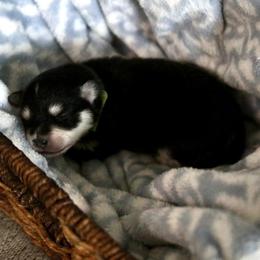 Pomsky Puppies from Saint Peters Pomskies