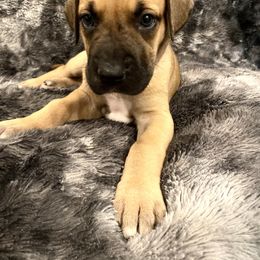 Zinnia - Fawn Great Dane puppy in Dundee, Michigan from Weslow AKC Danes