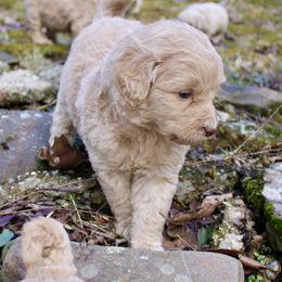 Aussiedoodle and Goldendoodle Puppies from Ford Family Kennels
