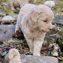 Aussiedoodle and Goldendoodle Puppies from Ford Family Kennels
