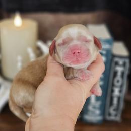 Boo (Pink Collar) - Buff and white female Cocker Spaniel puppy in Mocksville, North Carolina from Hunting Creek Kennels & Farm