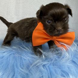 Heath - Chocolate male Shih Tzu puppy in Columbia, Kentucky from Lisa Bandy Luxe Shih Tzu