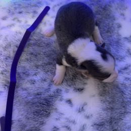 Purple - Blue female Pembroke Welsh Corgi puppy in Elberton, Georgia from Lonesome Boone Corgis