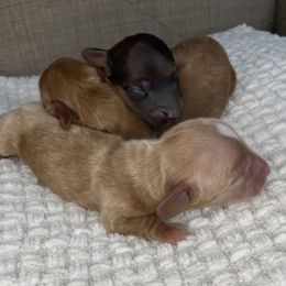 Dachshund Puppies from Woodland Doxies
