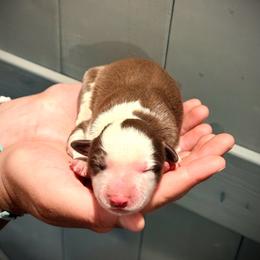 Duke - White and red male Border Collie puppy in North Lakeport, California from Wild Rose Ranch