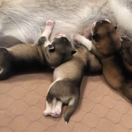 Alaskan Malamute Puppies from Sigma Alaskan Malamutes