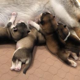 Alaskan Malamute Puppies from Sigma Alaskan Malamutes
