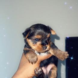 Yorkshire Terrier Puppies from The Moore Dior Line
