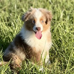Pua - Red merle male Toy Australian Shepherd puppy in College Station, Texas from South Paw Toy Aussies