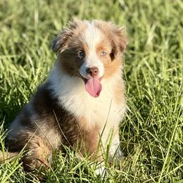 Pua - Red merle male Toy Australian Shepherd puppy in College Station, Texas from South Paw Toy Aussies
