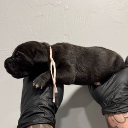 Female 2 - Black brindle female Cane Corso puppy in Cashion, Oklahoma from APEXOK Cane Corsos LLC