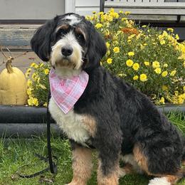 Hazel - Bernedoodle
