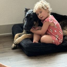 German Shepherd Puppies from Signatures GSD’s