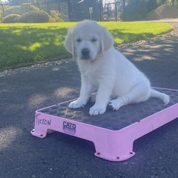 Mr White - 10 weeks old - Golden Retriever puppy from Golden State Goldens