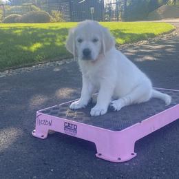 Mr White - 10 weeks old - Golden Retriever puppy from Golden State Goldens