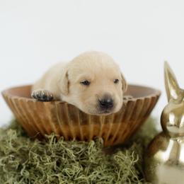 Hail - Yellow male Labrador Retriever puppy in Allons, Tennessee from UC Labradors LLC