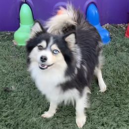 Rumor - Pomsky