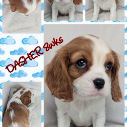 Dasher's video - Blenheim male Cavalier King Charles Spaniel puppy in Seymour, Missouri from Painted Blessing's AKC Cavaliers LLC
