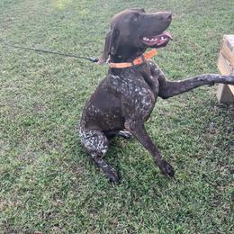 Dachshund and German Shorthaired Pointer All Grown Up from Turner Delightful Dachshund Farm & German Short Hair Pointers