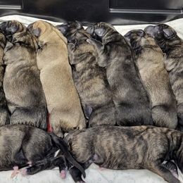 Irish Wolfhounds from Dark Loch Hounds