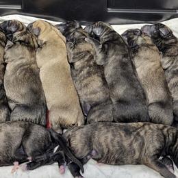 Irish Wolfhounds from Dark Loch Hounds