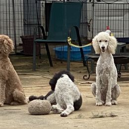 Melody - Poodle