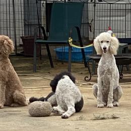 Melody - Poodle