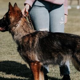 German Shepherds from Astral Kennels