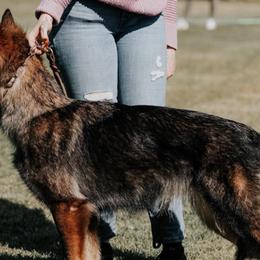 German Shepherds from Astral Kennels