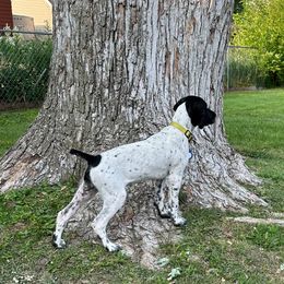Kai - German Shorthaired Pointer