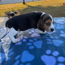 Miles - Black tan and white male Beagle puppy in Meridianville, Alabama from Spear Haven Beagles (formerly Spear Lake Beagles)