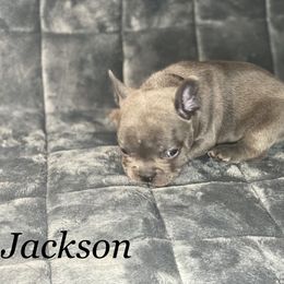 French Bulldog Puppies from Fabled Frenchies