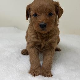 Girl 3 - Red  female Goldendoodle puppy in Haleyville, Alabama from Susan’s Prefurred Doodles