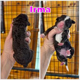 Irma - Brown and white female Bernedoodle puppy in Banner Elk, North Carolina from Walnut Tree Bernedoodles