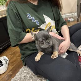 Dolly - Blue female French Bulldog puppy in Ennis, Texas from Family Farm Frenchies