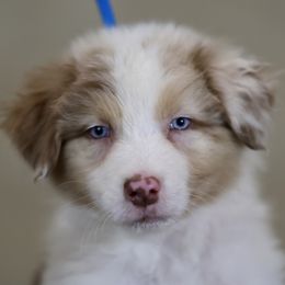 Australian Shepherd, Miniature American Shepherd, Miniature Australian Shepherd, and Toy Australian Shepherd Puppies from Painted Blue Aussies