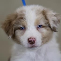 Australian Shepherd, Miniature American Shepherd, Miniature Australian Shepherd, and Toy Australian Shepherd Puppies from Painted Blue Aussies