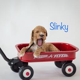 Slinky - Red  male Poodle puppy in Williamsburg, Ohio from Iaroli’s  Small Standard Poodles