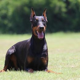 Alana - Black and rust female Doberman Pinscher puppy in Rockwall, Texas from Elitehaus