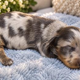 Halo- Blue and Tan Dapple - Dapple male Dachshund puppy in Springfield, Ohio from LUXEYPUPS