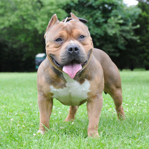 American Bully