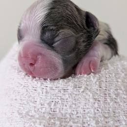 Blue girl (on hold for Andrea) - Blue female Boston Terrier puppy in Oak Hills, California from All American Boston Terriers