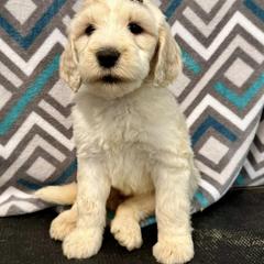 Bernedoodle, Goldendoodle, Labradoodle, and Pyredoodle Puppies from Oopsie Doodles of NC