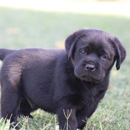 Red collar - Black male Labrador Retriever puppy in Marysville, California from Britt Labradors